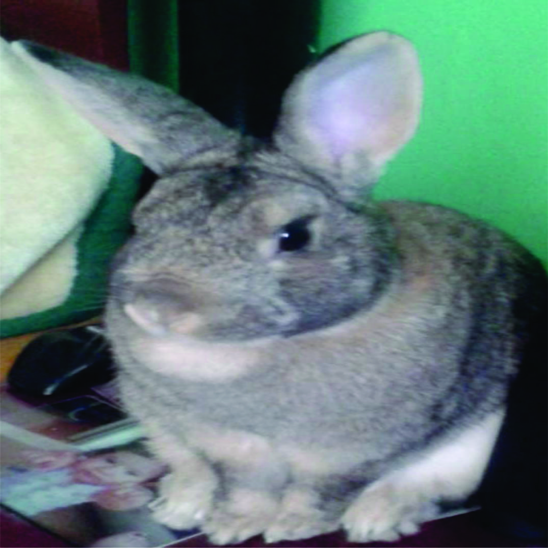 Conejo en veterinaria