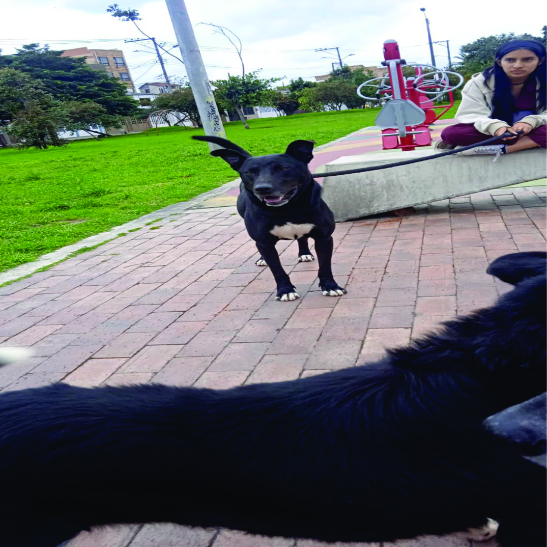 Perro feliz en veterinaria