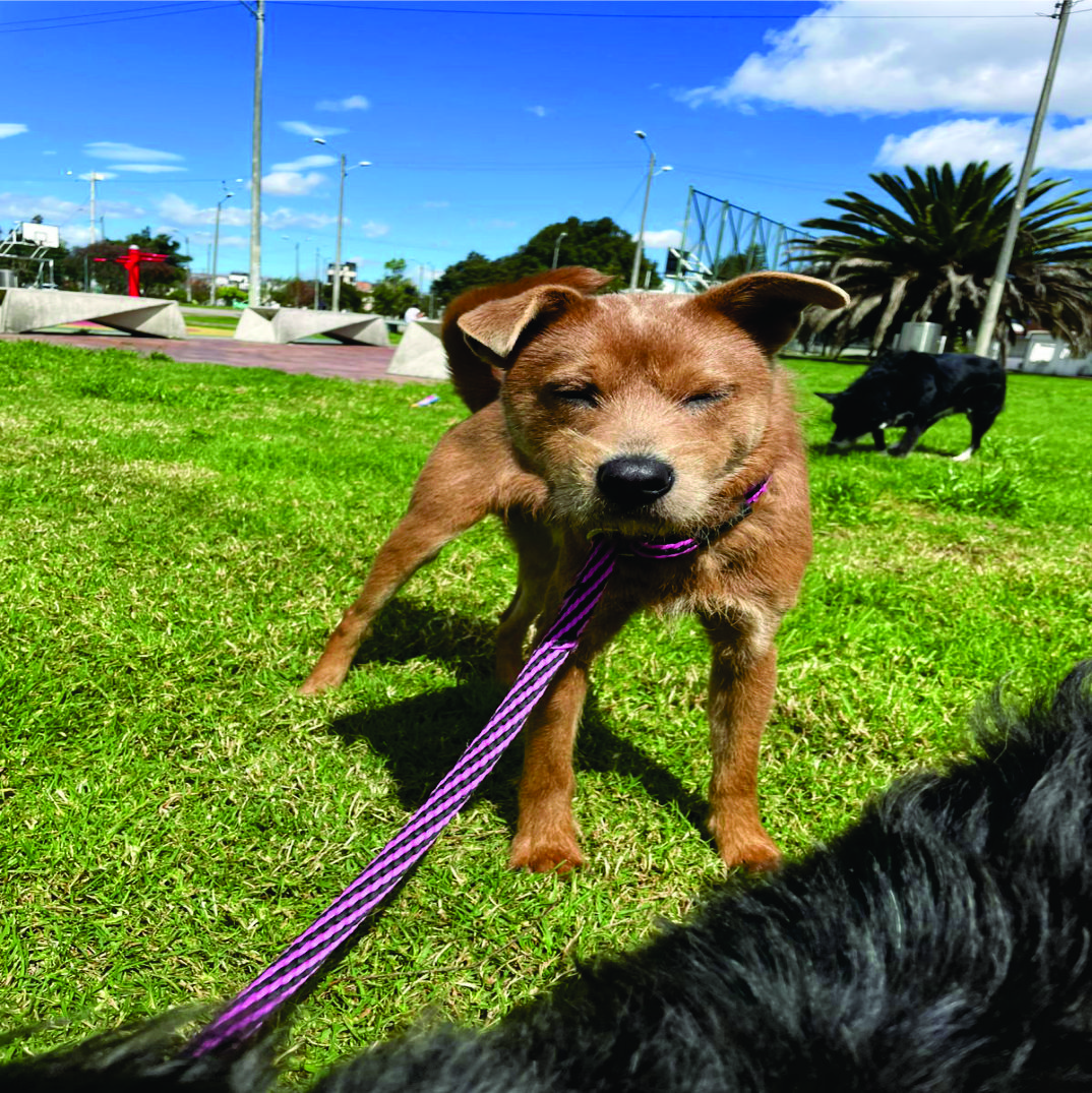 Gato recibiendo cuidado