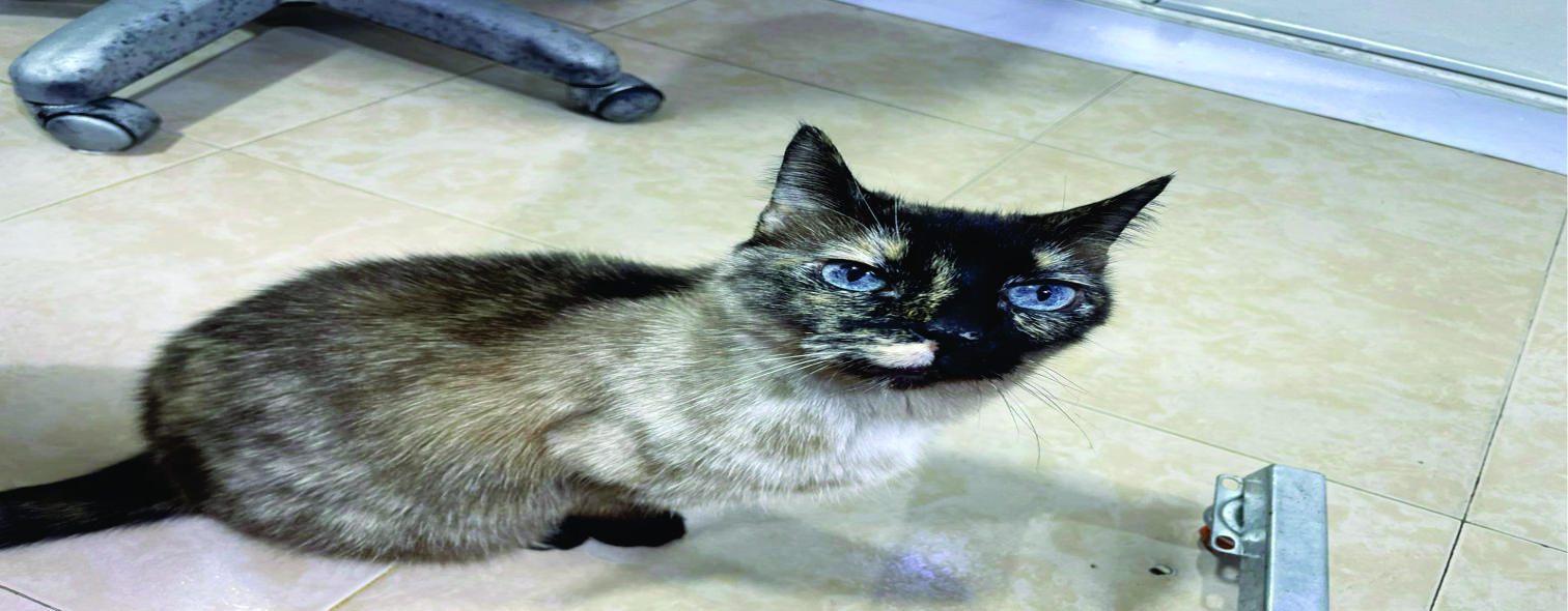 Veterinario con perro